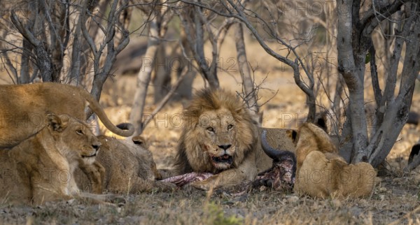 Lion (Panthera Leo) with kill, pack eats captured buffalo, adult male with prey, Moremi Game Reserve, Botswana