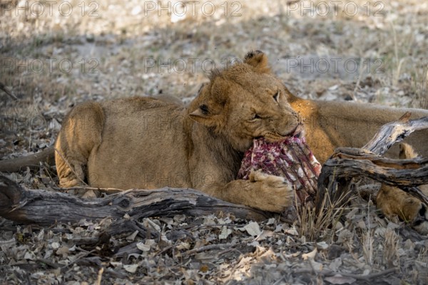 Lion (Panthera Leo) with kill, juvenile male eats the ribs of the captured buffalo, Moremi Game Reserve, Botswana