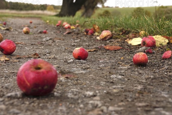 Fallen fruit, autumn time, Germany