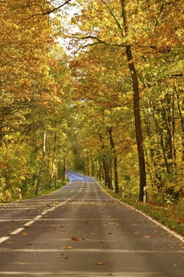 Road in autumn, autumn leaves, Germany