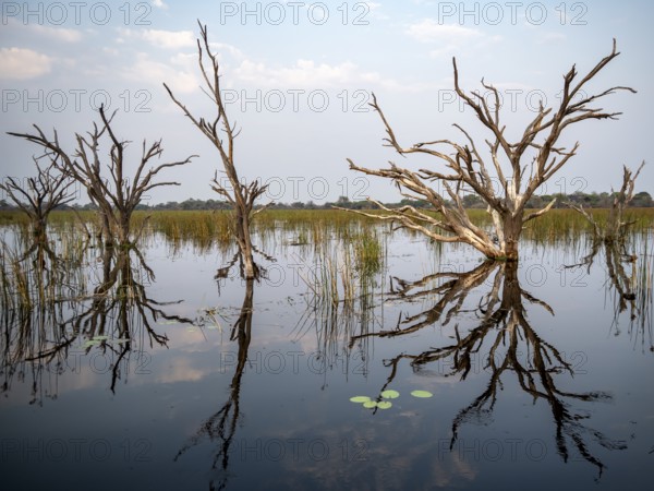 Dead trees are reflected in the river, Thamalakane River, Okavango Delta, Botswana
