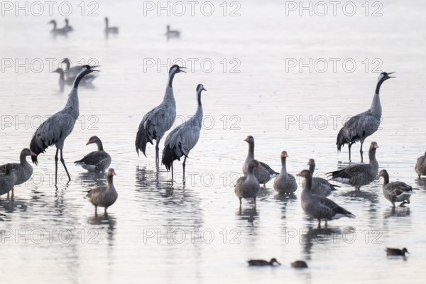 Cranes (Grus grus), cranes and gray geese (Anser anser) stand in the shallow water zone of a lake, haze, fog, Lower Saxony, Germany