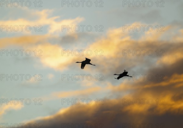 Crane (Grus grus) two cranes flying in the morning light against a blue sky with warm orange clouds, silhouettes, Lower Saxony, Germany