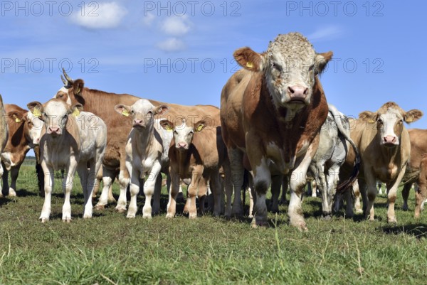 Cattle, on a pasture on the Prerower Strom on the Darß peninsula, Mecklenburg-Western Pomerania, Germany