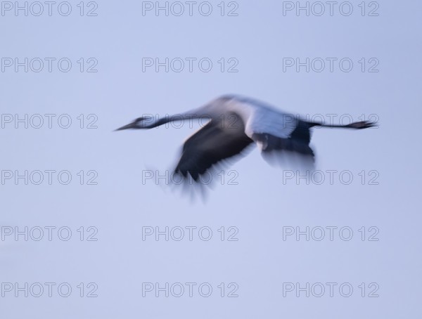 Crane (Grus grus) flying in morning light, motion blur, long exposure, puller, wiping effect, Lower Saxony, Germany