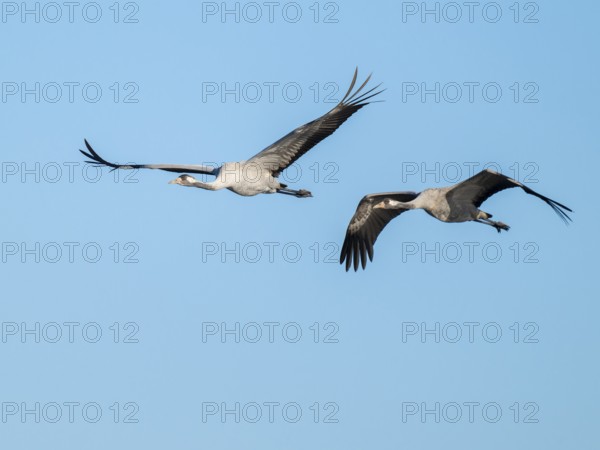 Crane (Grus grus), two cranes in flight, blue sky, Lower Saxony, Germany