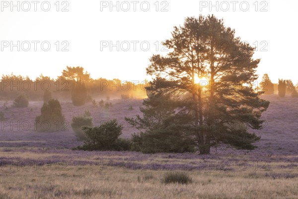 Golden sunbeams over the blooming Lüneburger Heide near Niederhaverbeck