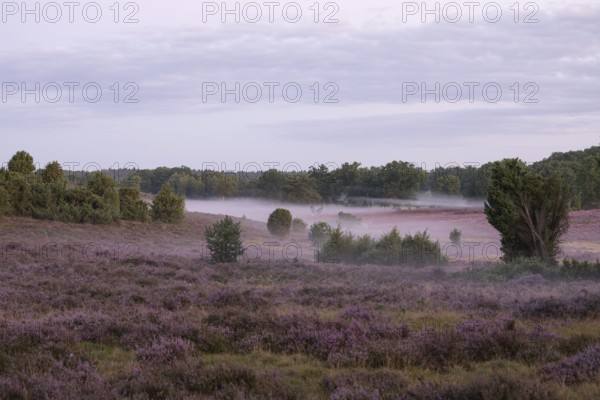 Enchanting morning atmosphere in August with fog in the blooming Lüneburger Heide near Niederhaverbeck