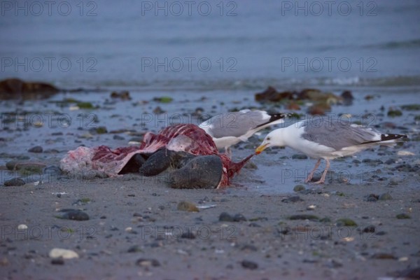 Two herring gulls (Larus argentatus) stand on a quiet, rocky sandy beach at dusk and peck at a dead grey seal (Halichoerus grypus) with broken body and visible red flesh and rib bones, piece of carrion, washed up carcass with full head and closed eyes, scavenger, eating, behavior, in the background the sea, ebb, behavior, ebb, behavior, in the background, ebb, behavior, coast, shore, coastline, body of water, North Sea, Dune island, Heligoland, Pinneberg district, Schleswig-Holstein, Germany