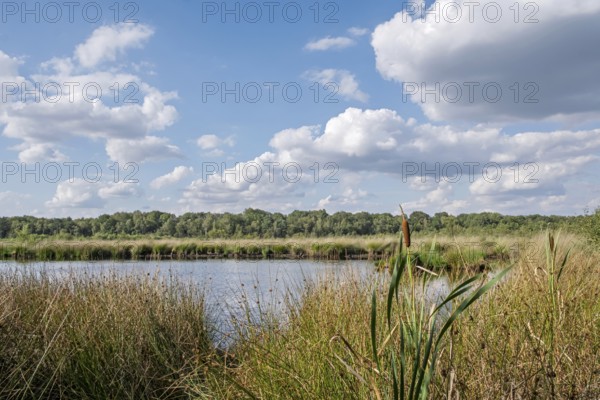 Haaksbergerveen Nature Reserve, Oberjissel Province, Haaksbergen, Netherlands
