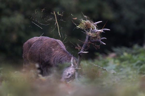 Red deer at the rutting 2025, London, Great Britain
