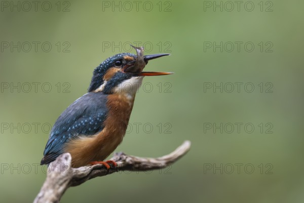 Kingfisher (Alcedo atthis) with brown trout, Bitburg, Rhineland-Palatinate, Germany