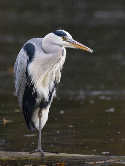 A gray heron on the water, Ruhrpott, North Rhine-Westphalia, Germany