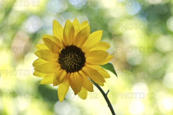 Blossom of a sunflower with beautiful bokeh, Germany
