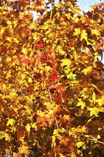 Autumn colors, Golden October, Germany