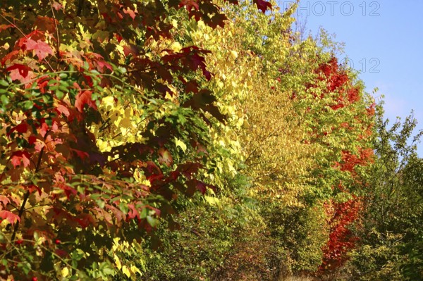 Autumn colors, Golden October, Germany