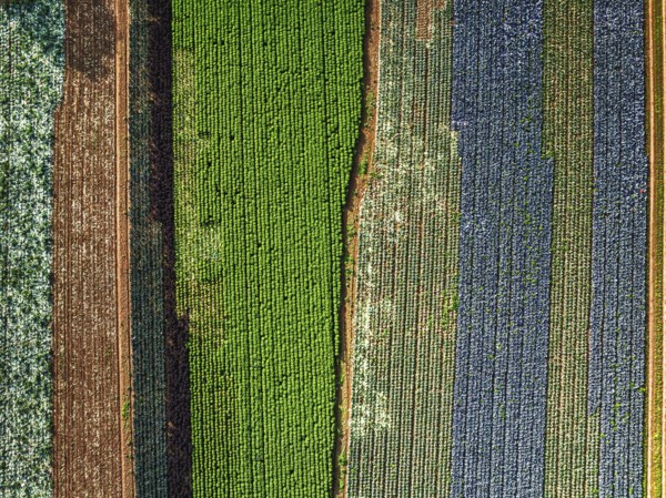 Top down view of red and green cabbage field from a drone, Devon, England, United Kingdom