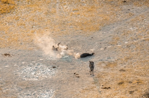 Steppe zebras (Equus quagga) rolling in dust, savanna landscape with yellow grass, aerial view, Okavango Delta, Botswana