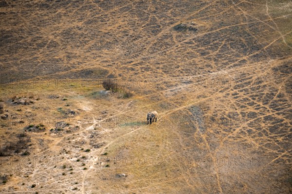 African elephant (Loxodonta africana) in dry savanna, aerial view, Okavango Delta, Botswana