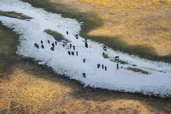Kaffir buffalo (Syncerus caffer caffer), flock in river, aerial view, Okavango Delta, Botswana