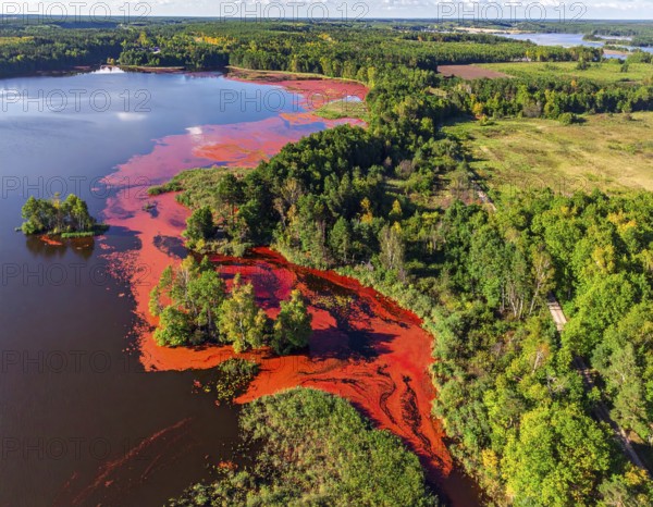 Red algae plant on the lake. abstract ecology nature concept, wild landscape with vibrant red colored water and green forest on a sunny day in summer, Aerial view, wilderness nature with no people around, AI generated
