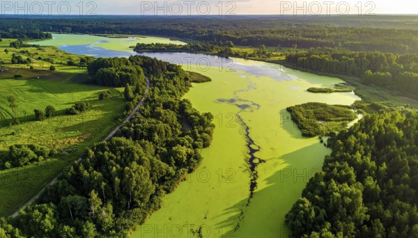 Green algae on the lake. Aerial view of nature, landscape with hills and forest in summer, cloudy sky, golden light at sunset, AI generated