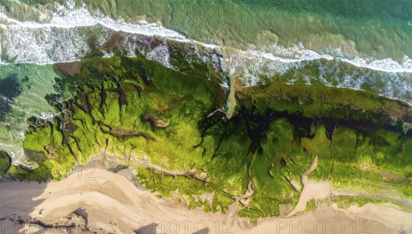 Green algae on the sandy shore of an ocean. Fascinating phenomenon of wild coastline with green plants, white sands, stone, blue water and cliffs, Aerial view of a beautiful abstract unreal and textured landscape, AI generated