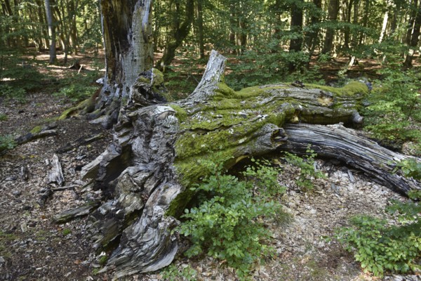Dead wood in beech forest, Darß primeval forest, Darßer Wald, Mecklenburg-Western Pomerania, Germany