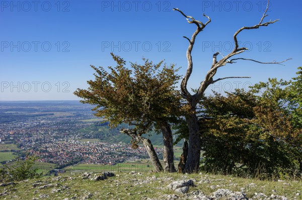 Picturesque scenery on the eaves of the Swabian Jura near Olgafels on Rossfeld in Metzingen-Glems, Baden-Württemberg, Germany