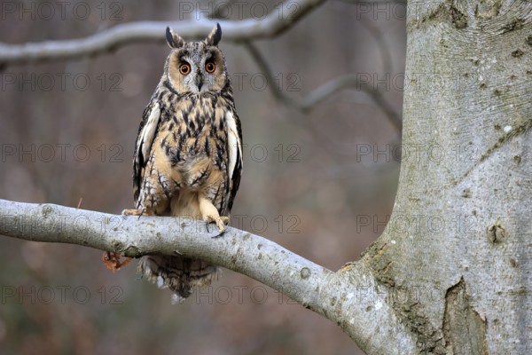 Long-eared owl (Asio otus), adult, on tree, in winter, alert, Bohemian Forest, Czech Republic, Europe, Germany