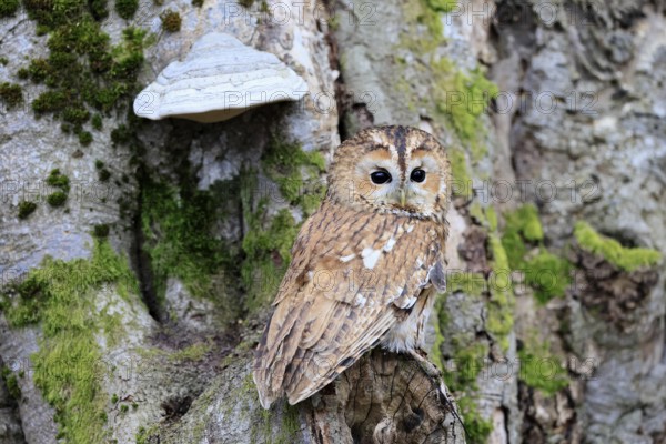 Tawny owl (Strix aluco), adult, on tree, in winter, alert, Bohemian Forest, Czech Republic, Europe, Germany