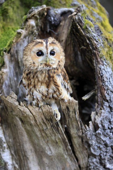 Tawny owl (Strix aluco), adult, perch, on tree, in winter, alert, Bohemian Forest, Czech Republic, Europe, Germany