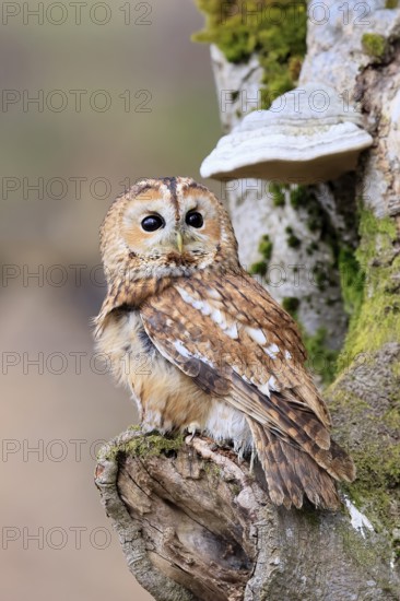Tawny owl (Strix aluco), adult, on tree, in winter, alert, Bohemian Forest, Czech Republic, Europe, Germany