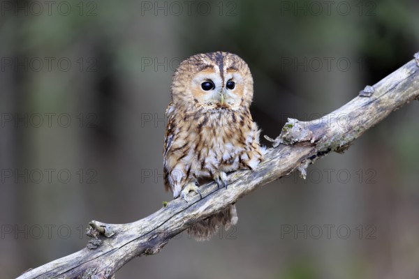 Tawny owl (Strix aluco), adult, perch, in winter, alert, Bohemian Forest, Czech Republic, Europe, Germany