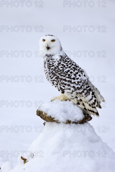Snowy owl (Nyctea scandiaca), snowy owl, adult, alert, in snow, perch, in winter, Bohemian Forest, Czech Republic, Europe, Germany, captive