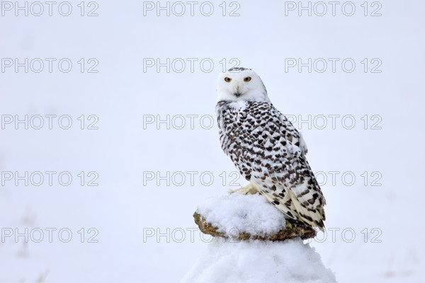 Snowy owl (Nyctea scandiaca), snowy owl, adult, alert, in snow, perch, in winter, Bohemian Forest, Czech Republic, Europe, Germany, captive