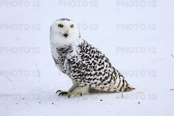 Snowy owl (Nyctea scandiaca), snowy owl, adult, alert, in snow, foraging, in winter, Bohemian Forest, Czech Republic, Europe, Germany, captive