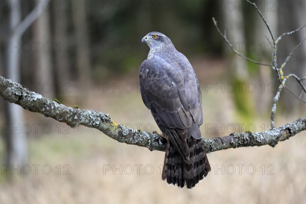 Hawk (Astur gentilis), adult, female, on tree, in winter, alert, Bohemian Forest, Czech Republic, Europe, Germany