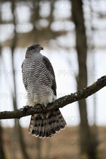 Hawk (Astur gentilis), adult, female, on tree, in winter, alert, Bohemian Forest, Czech Republic, Europe, Germany