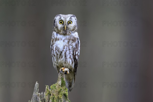 Roughfoot owl (Aegolius funereus), groufoot owl, adult, perch, alert, in winter, Bohemian Forest, Czech Republic, Europe, Germany