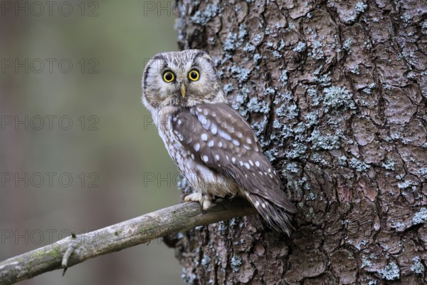 Roughfoot owl (Aegolius funereus), groufoot owl, adult, on tree, alert, in winter, Bohemian Forest, Czech Republic, Europe, Germany