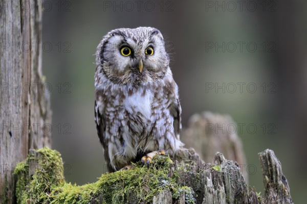 Roughfoot owl (Aegolius funereus), groufoot owl, adult, perch, tree trunk, alert, in winter, Bohemian Forest, Czech Republic, Europe, Germany
