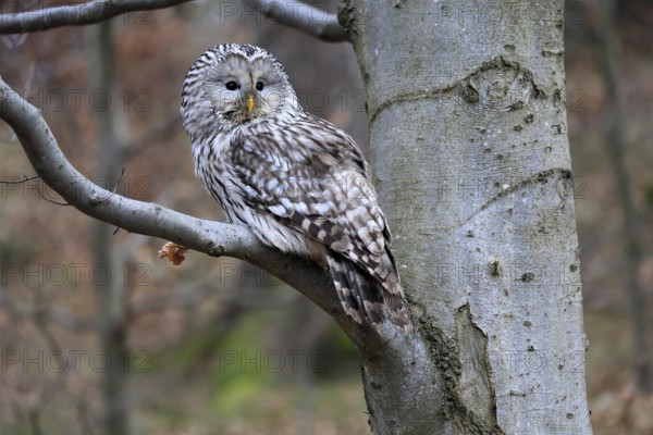 Hawk owl (Strix uralensis), adult, in winter, on tree, Bohemian Forest, Czech Republic, Europe, Germany