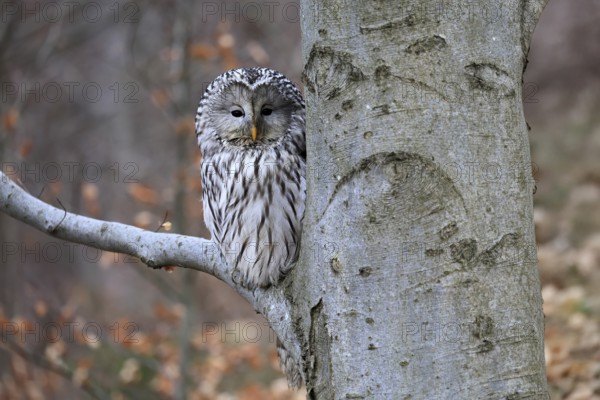 Hawk owl (Strix uralensis), adult, in winter, on tree, on tree trunk, Bohemian Forest, Czech Republic, Europe, Germany
