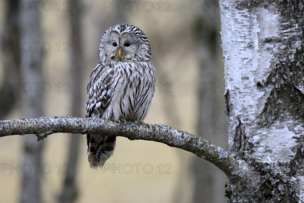 Hawk owl (Strix uralensis), adult, in winter, on branch, alert, Bohemian Forest, Czech Republic, Europe, Germany