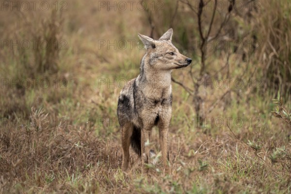 Side-striped jackal (Canis adustus), Kruger Nationalpark, South Africa