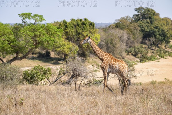 Cape giraffe (Giraffa giraffa giraffa), African savanna, Kruger National Park, South Africa