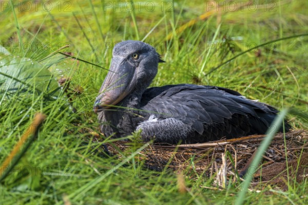 Young animal in nest, shoebeak (Balaeniceps rex) in the swamps of Mabamba, Lake Victoria, Uganda