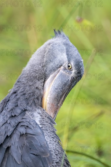 Animal portrait, shoebeak (Balaeniceps rex) in the swamps of Mabamba, Lake Victoria, Uganda