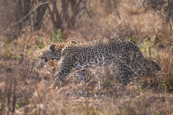 Leopard (Panthera pardus), female in dry grass, adult, Kruger National Park, South Africa